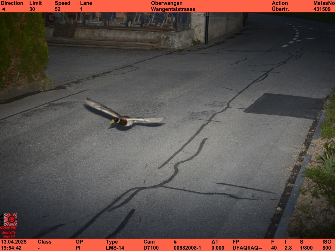 Another "speeding" duck flashed in Köniz