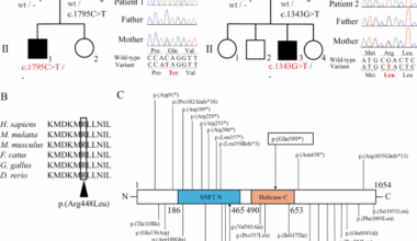 Hemizygous SMARCA1 variants cause X-linked intellectual disability