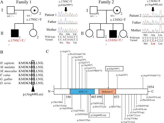 Hemizygous SMARCA1 variants cause X-linked intellectual disability