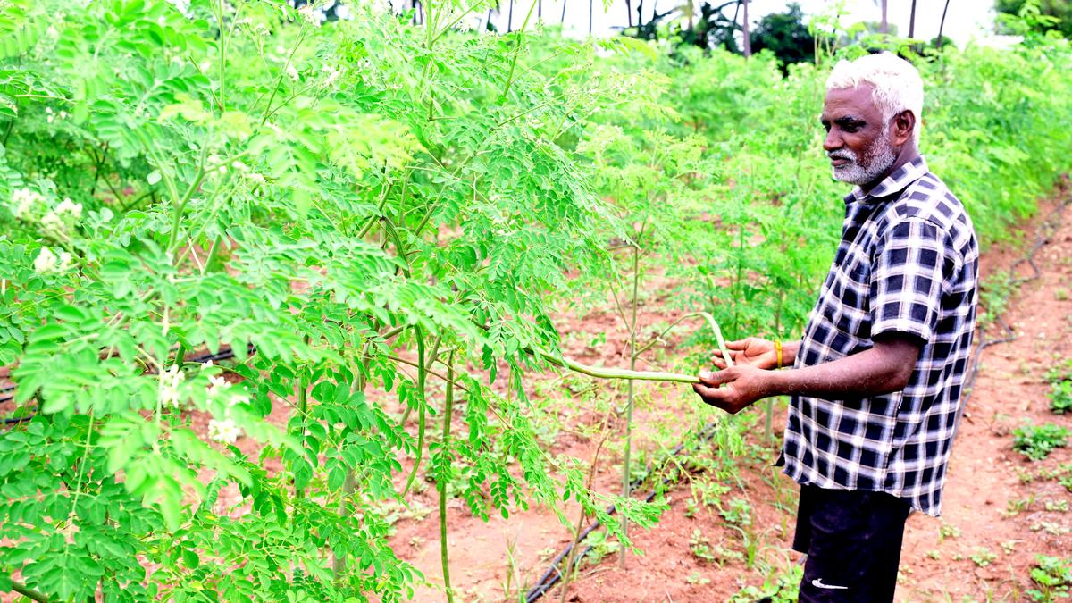Moringa farmers sitting on a goldmine, waiting for a quantum leap