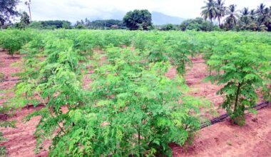 Moringa farmers in Tamil Nadu sitting on a goldmine, waiting for a quantum leap