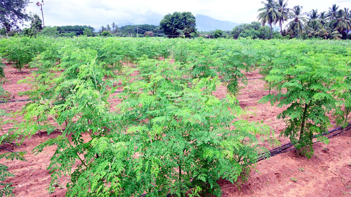 Moringa farmers in Tamil Nadu sitting on a goldmine, waiting for a quantum leap