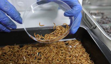Insect-based pet food, the latest byproduct of EU bureaucracy – POLITICO
