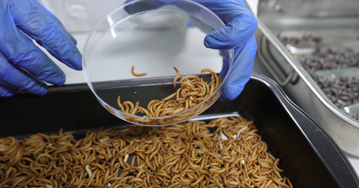 Insect-based pet food, the latest byproduct of EU bureaucracy – POLITICO