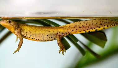 EU says British war on newts could violate Brexit deal – POLITICO