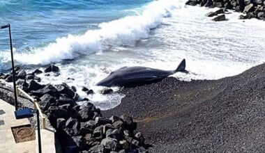 Canarian Weekly - Dead cetacean washes up on a beach in Tenerife