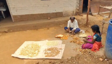 Broken Gulli shells being dried at Melghat tribal village.