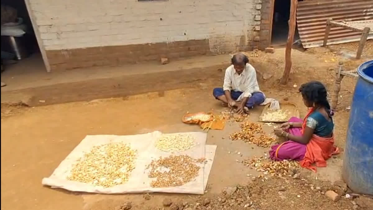 Broken Gulli shells being dried at Melghat tribal village.