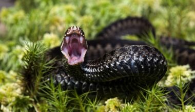 Man bitten hundreds of times by snakes could help scientists create ultimate antivenom