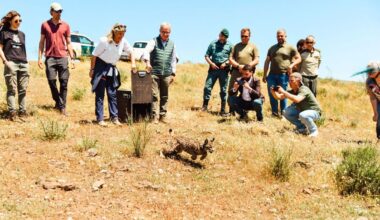 Saved from extinction, the Iberian lynx now faces an uncertain future in Spain