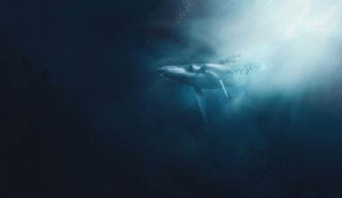 Hearing whale song can change how tourists think about protecting the ocean, study finds