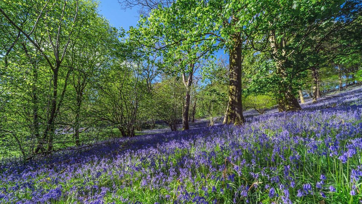Healing petals: Why spring flower season in Europe is the natural therapy you didn’t know you needed