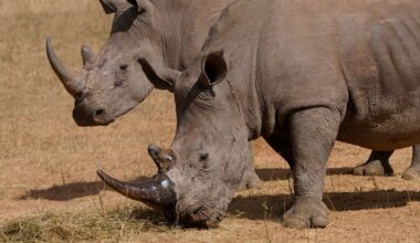 Poachers have killed more than 100 rhinos in South Africa this year, most of them in national parks