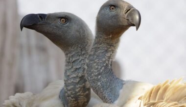 How poaching caused over 100 vultures to die in mass poisoning in South African national park