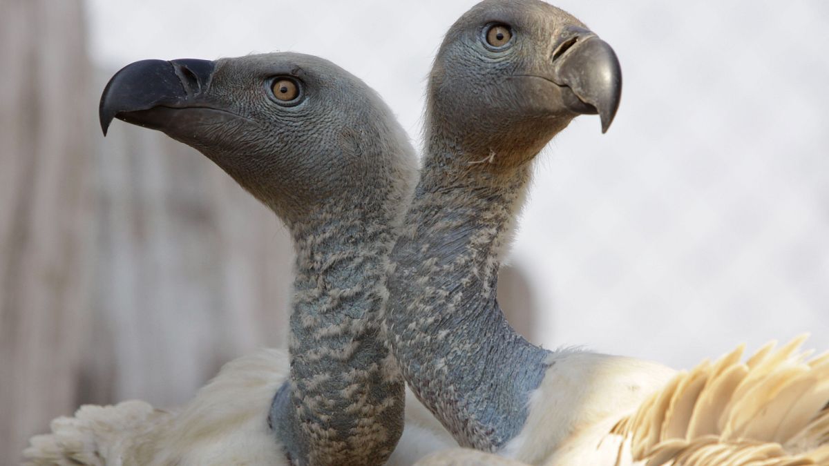 How poaching caused over 100 vultures to die in mass poisoning in South African national park