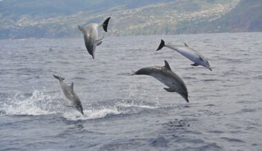 Should I swim with wild dolphins? 6 questions that will change how your holidays impact the ocean