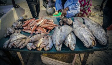 Foreign overfishing driving Senegalese migrants to Spain, research finds