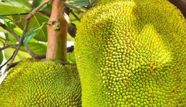10 reasons to have Kathal (Jackfruit) in summer