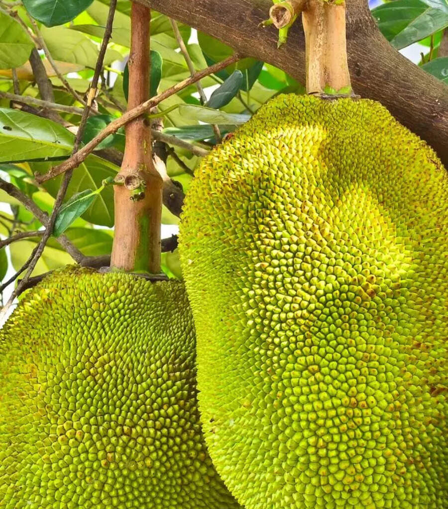 10 reasons to have Kathal (Jackfruit) in summer