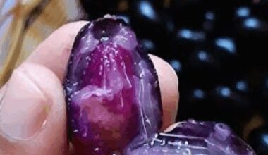 10 reasons to have Jamun seed powder on an empty stomach