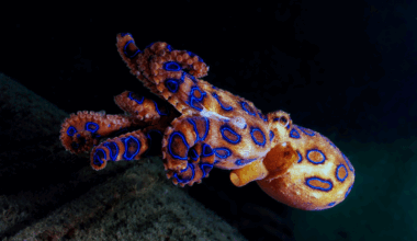 10 most poisonous animals in the world - Times of India