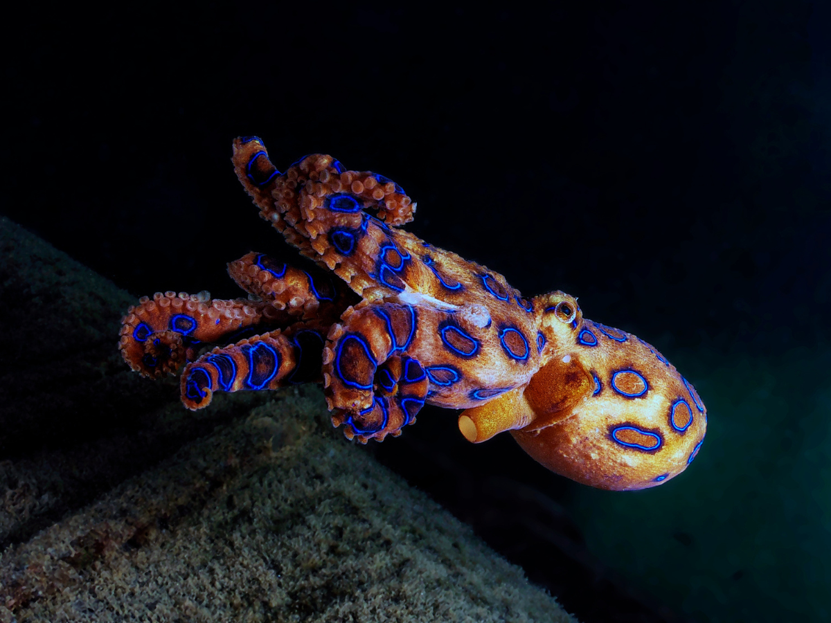 10 most poisonous animals in the world - Times of India