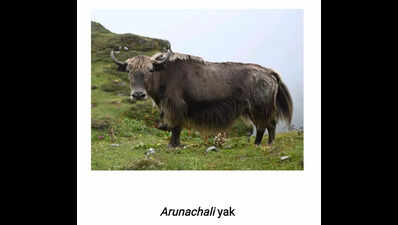 Researchers of 4 ICAR institutions unlock Indian yak’s genetic secrets