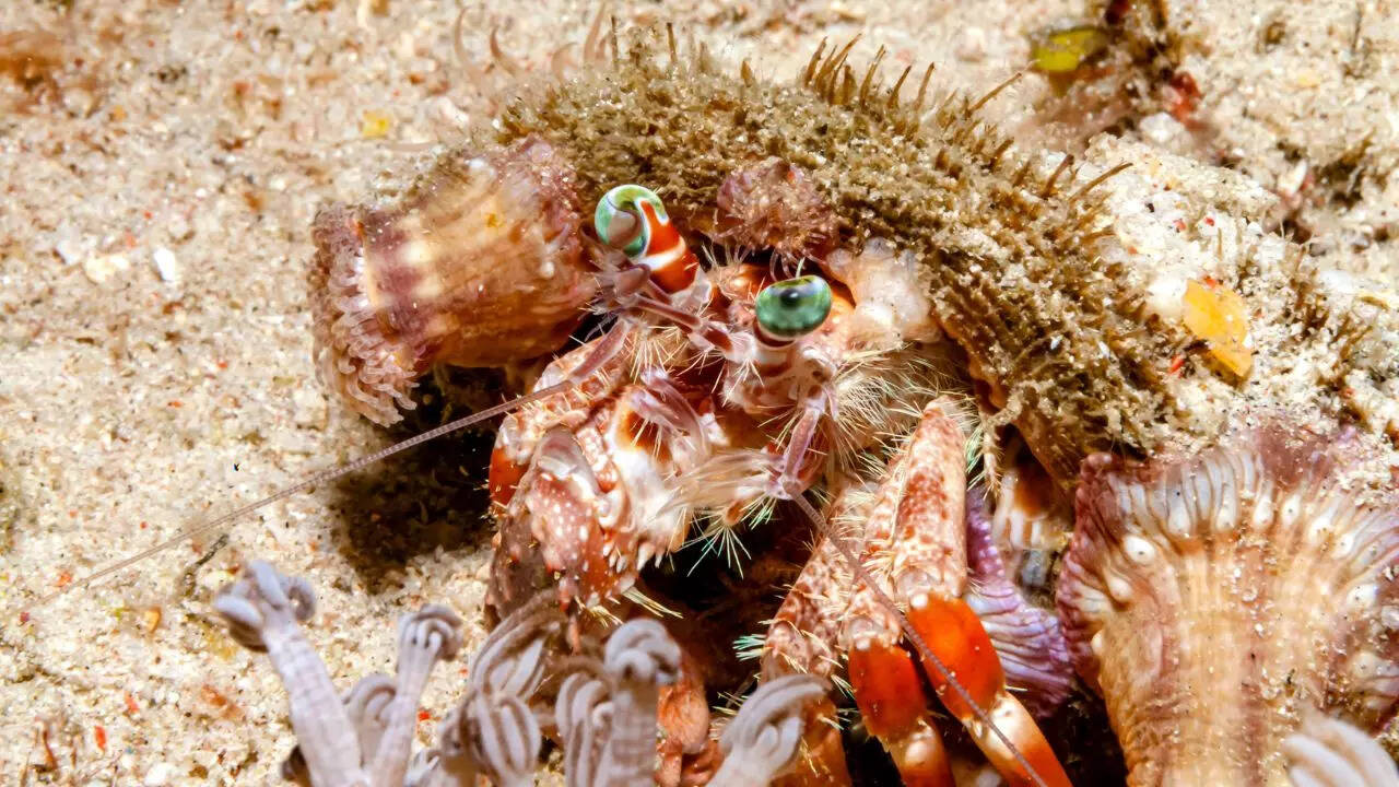 ​​5 animals that can live for days without food and water​