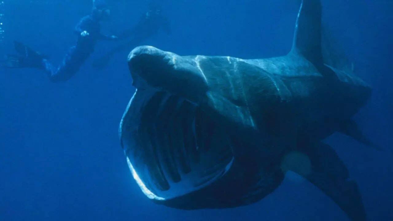 ​Top 5 animals that have the largest heads​
