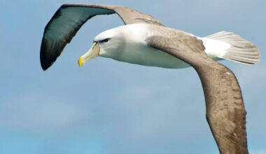 ​5 amazing facts about Albatross that soars the sky for years without touching the land​