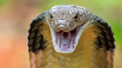 7 King cobra encounters that will leave you breathless from silent slithers to fearless sightings