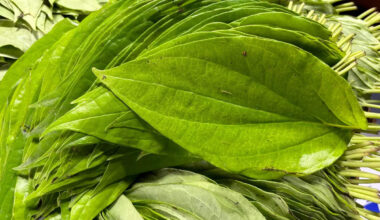 5 reasons to chew betel leaf post meal