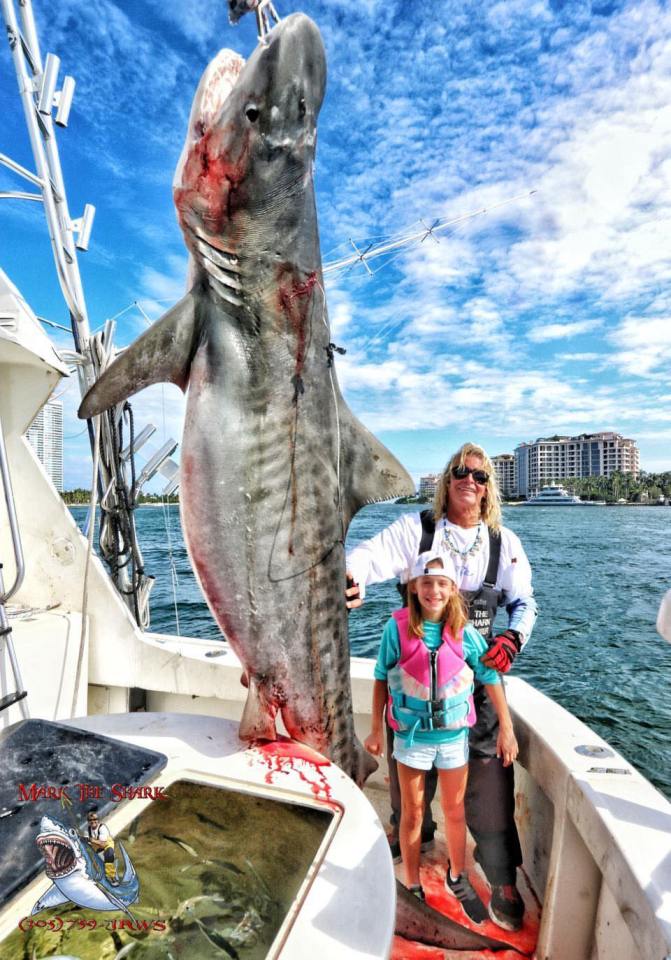 Large tiger shark caught on a boat with two people.