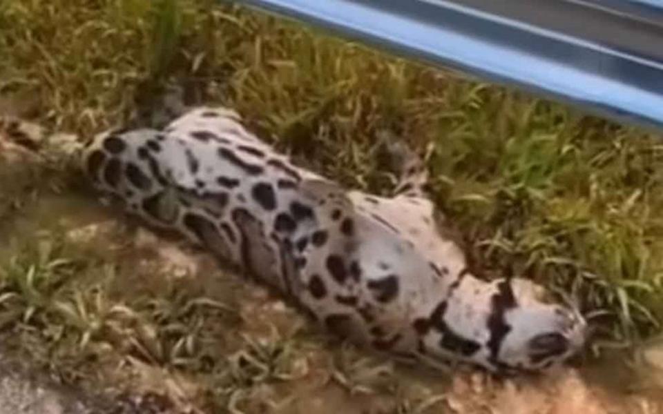 A 21-second video clip went viral on social media showing an individual finding the carcass of a clouded leopard that was bloated and rotting beside the steel divider at KM253.3 of the WCE, Section 11 near Bruas. It was believed to have been hit by a vehicle. — Picture via X/Bernama