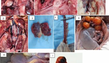A full-length S1 gene sequencing of a novel emerged GI-19 and GI-23 lineages of Infectious bronchitis virus currently circulating in chicken flocks in upper Egypt reveals marked genetic diversity and recombination events | Virology Journal