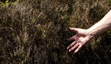 EU scientists sound alarm over escalating spring drought – POLITICO