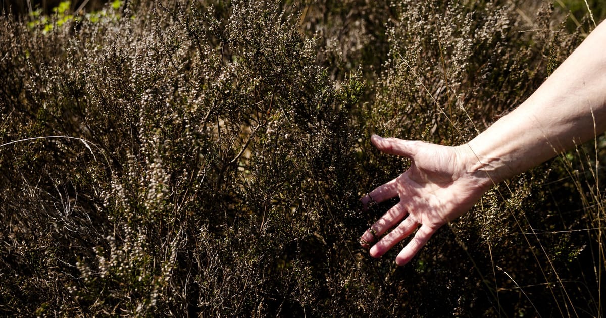 EU scientists sound alarm over escalating spring drought – POLITICO