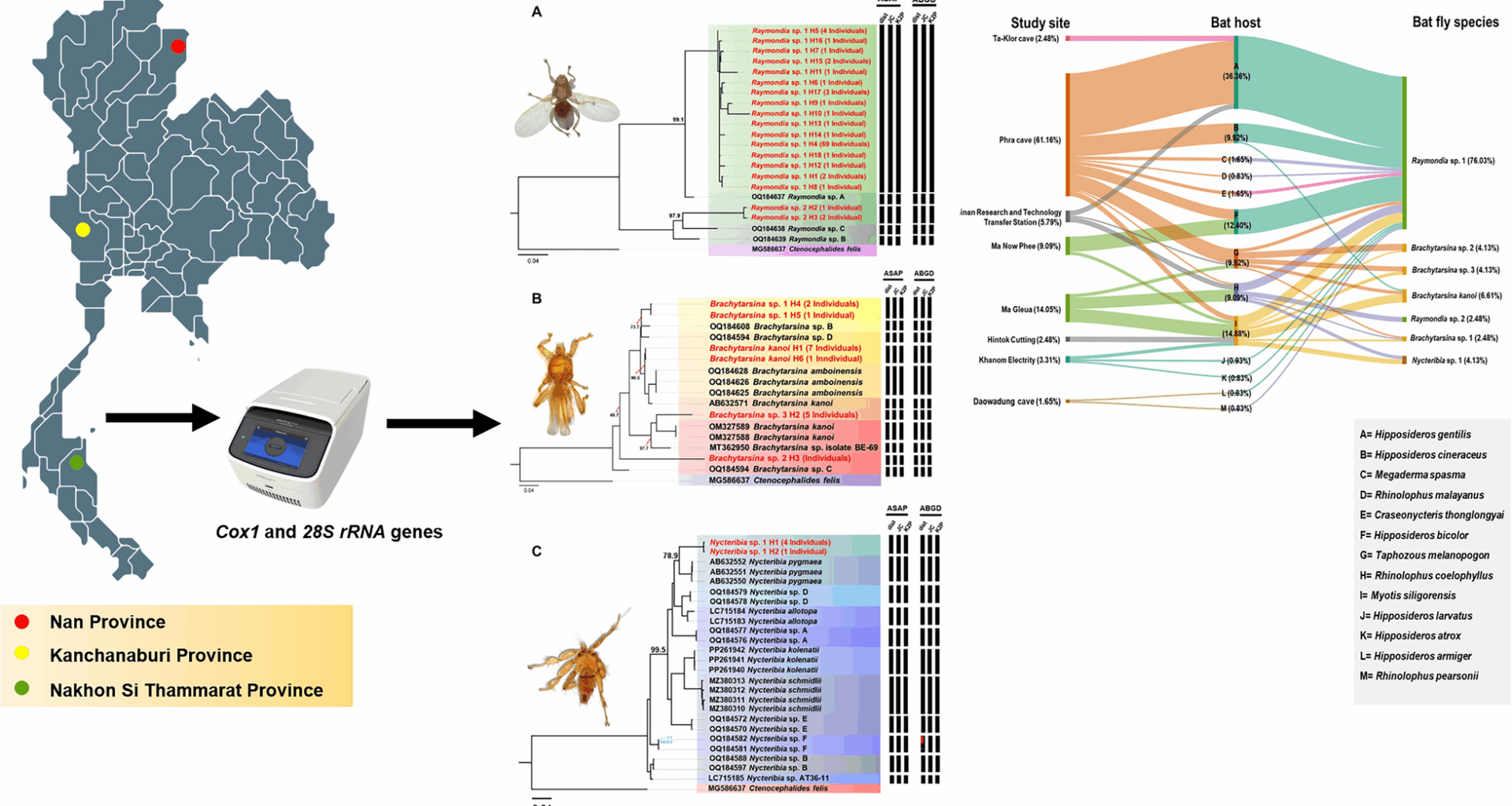 Host associations and genetic diversity of bat flies (Diptera: Nycteribiidae and Streblidae) in bats from Thailand | Parasites & Vectors