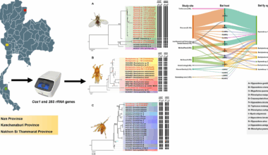 Host associations and genetic diversity of bat flies (Diptera: Nycteribiidae and Streblidae) in bats from Thailand | Parasites & Vectors