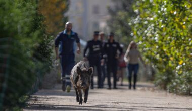 Malaga monitors one hundred wild boars as growing herds cause problems