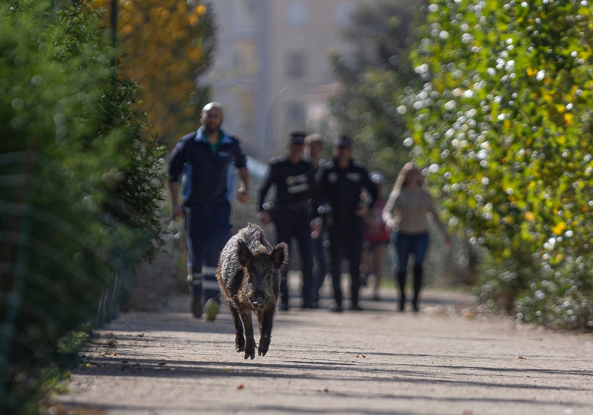 Malaga monitors one hundred wild boars as growing herds cause problems