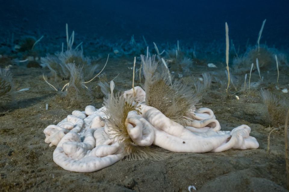 Underwater photo of a Parborlasia corrugatus worm.