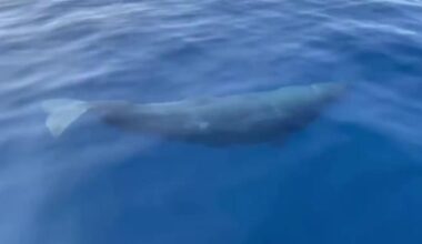 Sperm Whales and dolphins seen in Mallorca