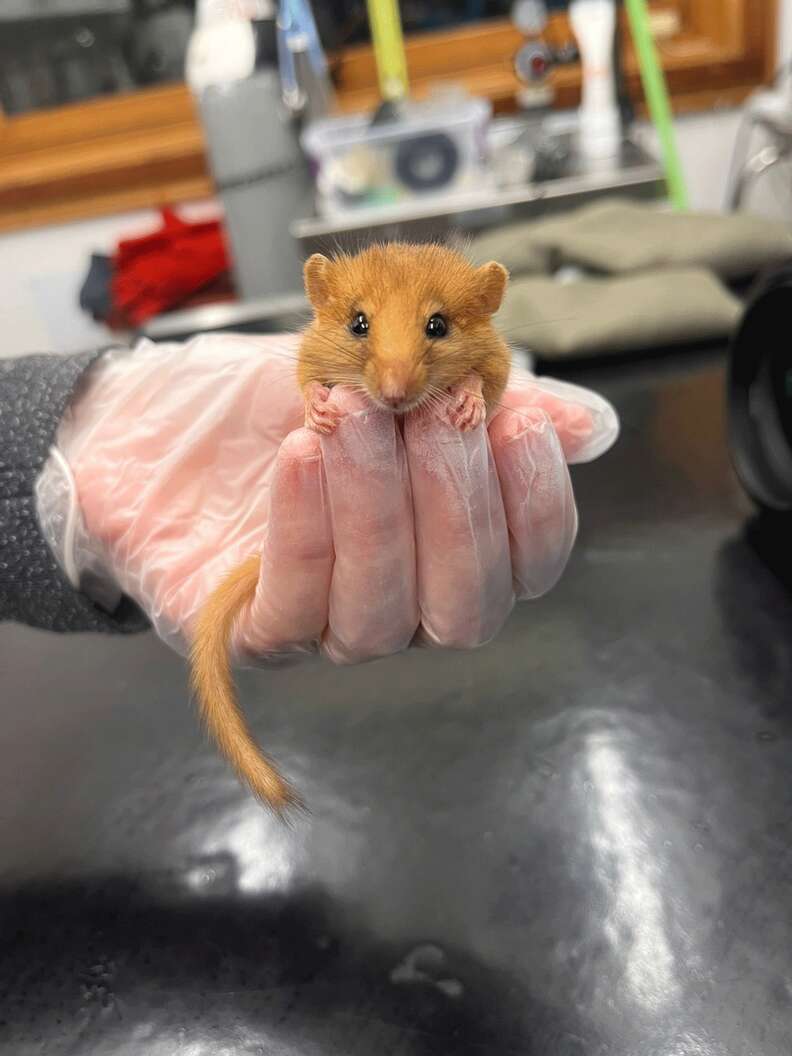 dormouse