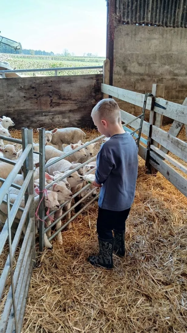 Michael feeding the lambs during his visit