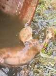 Construction Manager Finds A Drowning Kitten In A Barrel — Then Hears Her Meow