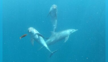Tears Of Joy As Ex-Circus Dolphins Swim In The Ocean For First Time