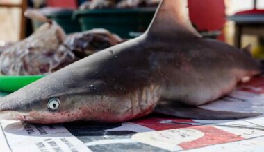 Indonesia's troubled shark trade is running out of prey