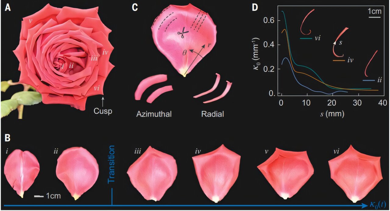 Physicists uncover how geometric frustration shapes the rose's iconic blossom