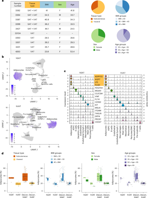 Human subcutaneous and visceral adipocyte atlases uncover classical and nonclassical adipocytes and depot-specific patterns